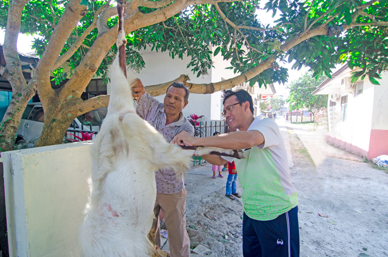Penyembelihan Hewan Qurban PA Waikabubak 